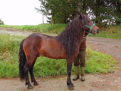 Resultado de imagen de CABALLOS PURA RAZA GALLEGA